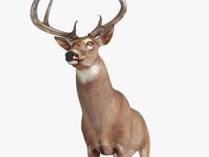 deer 3D Model