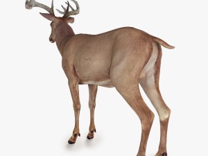 deer 3D Model