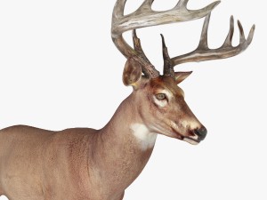 deer 3D Model