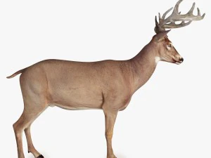 deer 3D Model
