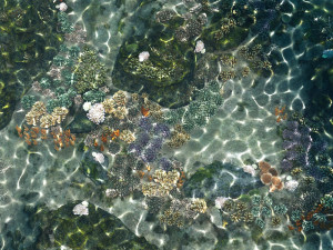underwater coral reef habitat ocean v3 3D Model
