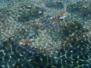 underwater coral reef habitat ocean v3 3D Model