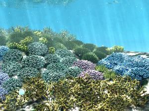 cartoon underwater coral reef habitat ocean version 2 3D Model