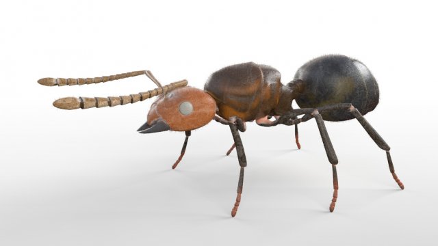 ant pbr rigged low poly insect 3D Модель .c4d .max .obj .3ds .fbx .stl .blend 