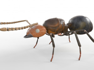 ant pbr rigged low poly insect 3Dモデル