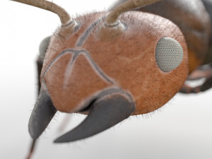 ant pbr rigged low poly insect 3D Модель