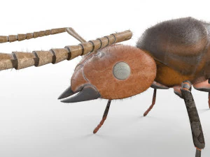 ant pbr rigged low poly insect 3D Model