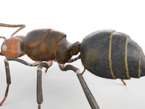 ant pbr rigged low poly insect 3D Модель