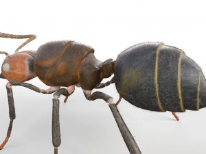 ant pbr rigged low poly insect 3D Model