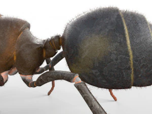 ant pbr rigged low poly insect 3D Model