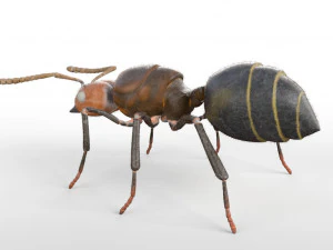 ant pbr rigged low poly insect 3D Model