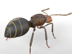 ant pbr rigged low poly insect 3D Model