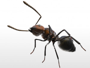ant pbr rigged low poly insect 3D Модель