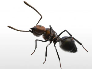 ant pbr rigged low poly insect 3D Model