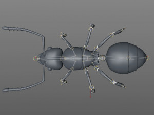 ant pbr rigged low poly insect 3D Модель