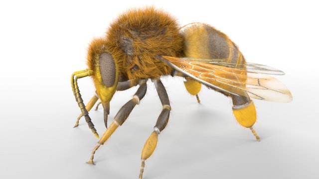 bee rigged hairs insect 3D Модель .c4d .max .obj .3ds .fbx .stl .blend 
