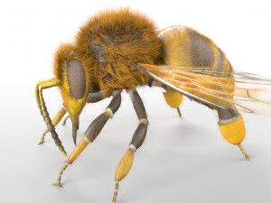 bee rigged hairs insect 3Dモデル