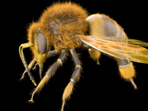 bee rigged hairs insect 3D Модель