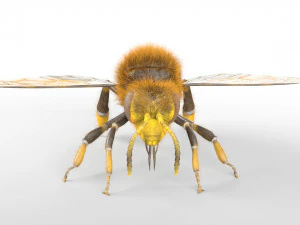 bee rigged hairs insect 3D Model