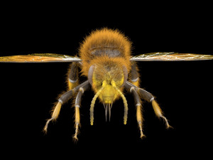 bee rigged hairs insect 3D Модель