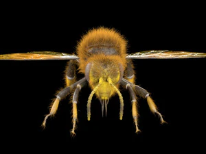 bee rigged hairs insect 3D Model