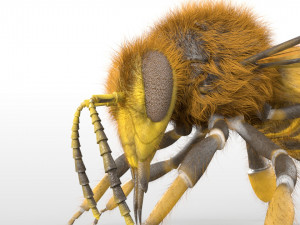 bee rigged hairs insect 3D Модель
