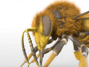bee rigged hairs insect 3D Model