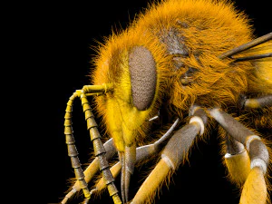 bee rigged hairs insect 3D Model