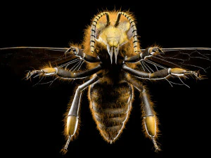 bee rigged hairs insect 3D Model