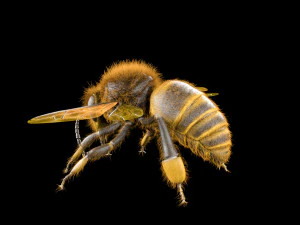 bee rigged hairs insect 3D Model