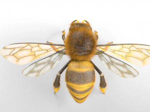 bee rigged hairs insect 3D Model