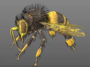 bee rigged hairs insect 3D Model
