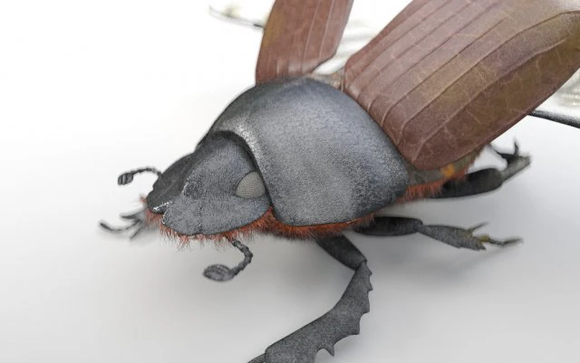 dung beetle insect low poly pbr rigged 3D Model .c4d .max .obj .3ds .fbx .stl .blend 