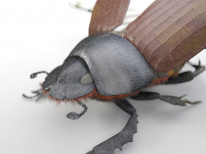 dung beetle insect low poly pbr rigged 3D Модель