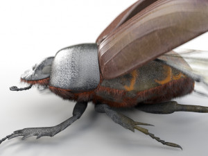 dung beetle insect low poly pbr rigged Model 3D