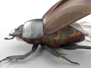 dung beetle insect low poly pbr rigged 3D Model