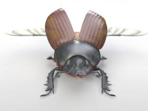 dung beetle insect low poly pbr rigged Model 3D