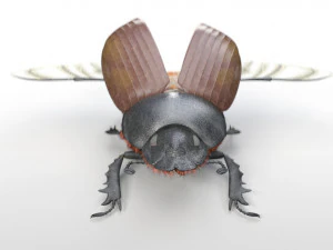 dung beetle insect low poly pbr rigged 3D Model