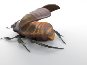 dung beetle insect low poly pbr rigged Model 3D