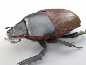dung beetle insect low poly pbr rigged Model 3D
