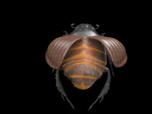 dung beetle insect low poly pbr rigged 3D Model