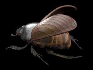 dung beetle insect low poly pbr rigged Model 3D