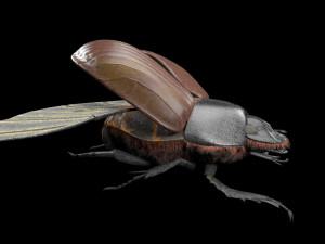 dung beetle insect low poly pbr rigged Model 3D