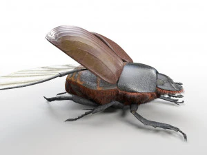 dung beetle insect low poly pbr rigged 3D Model