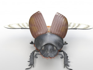 dung beetle insect low poly pbr rigged Model 3D