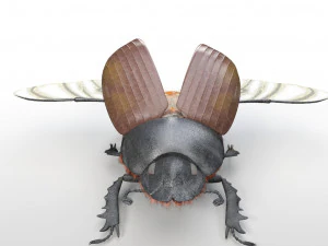 dung beetle insect low poly pbr rigged 3D Model
