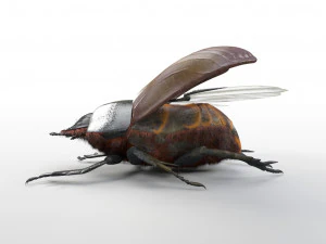dung beetle insect low poly pbr rigged 3D Model