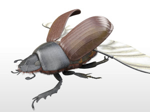 dung beetle insect low poly pbr rigged Model 3D