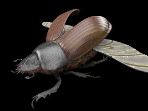 dung beetle insect low poly pbr rigged Model 3D