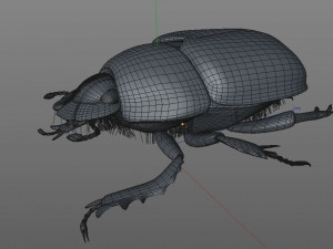 dung beetle insect low poly pbr rigged Model 3D
